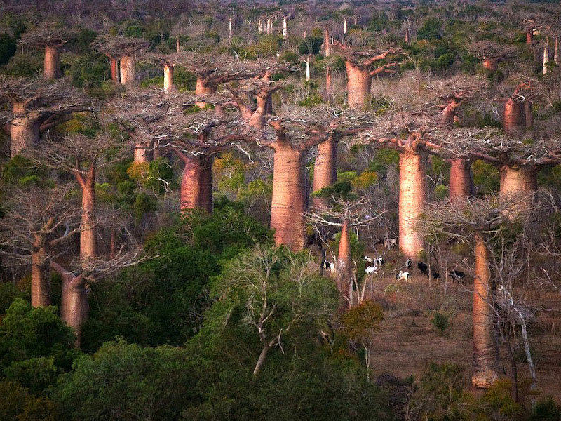 Baobab fra terra e mare. Vincitore 2015