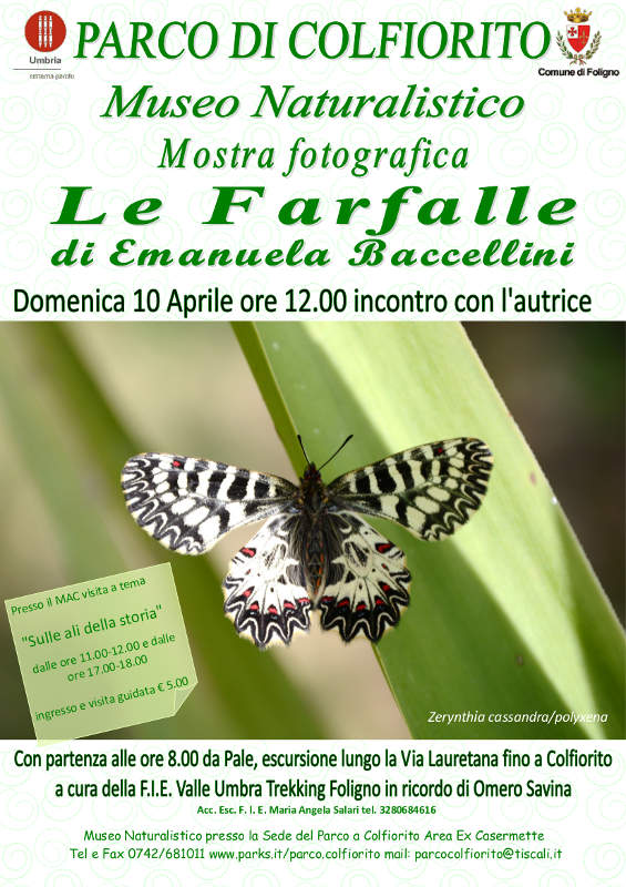 Le Farfalle di Emanuela Baccellini