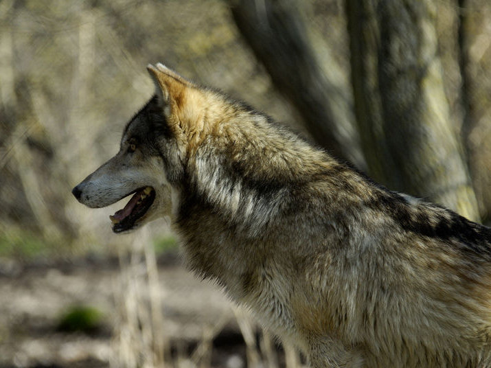 Dall'Appennino alle Alpi: le buone pratiche per il futuro del lupo in Italia