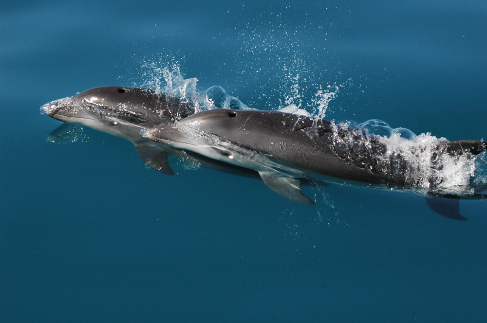 Progetto Delfini e Balene dei nostri mari
