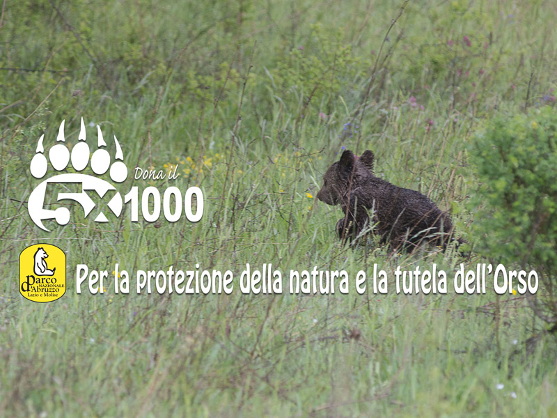 Il 5 x mille per la protezione della natura e la tutela dell'Orso