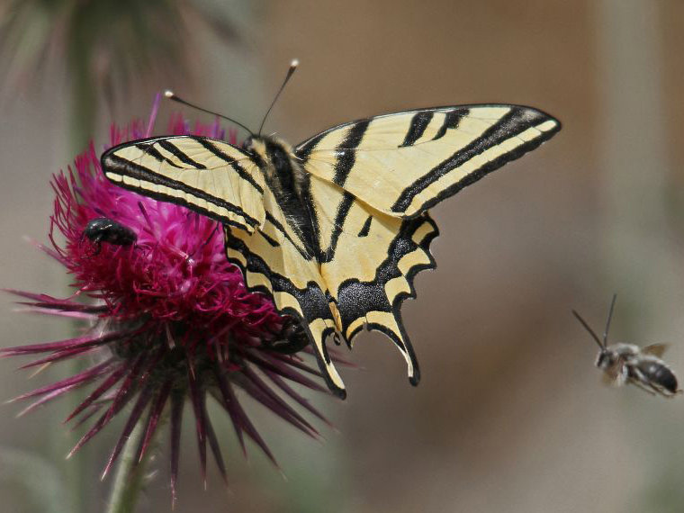 Papilio alexanor (foto Michael Sveikutis)