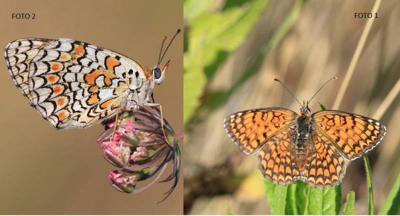 Melitaea phoebe: una nuova farfalla nel Parco del Conero