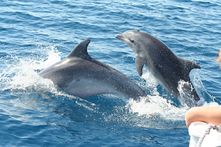 Delfini e balene del nostro mare