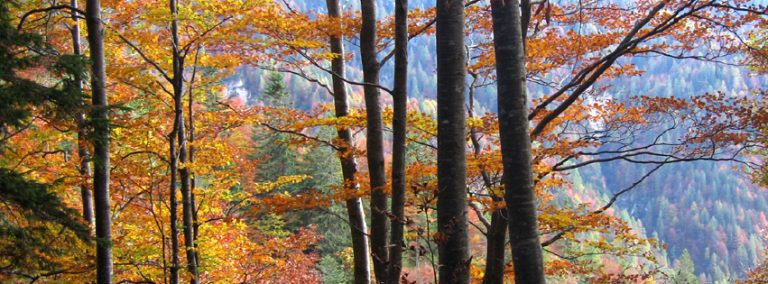 10 alberi che colorano l'autunno nel Parco Dolomiti Friulane