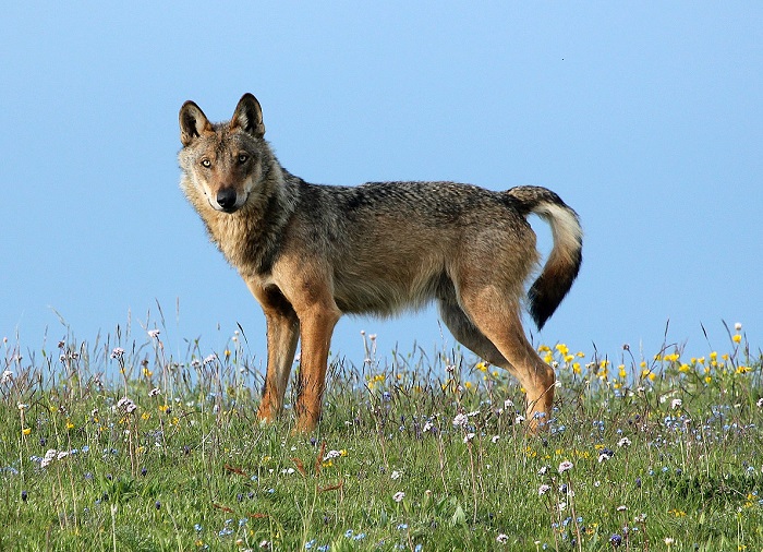 Parco Nazionale dei Monti Sibillini: la posizione sul Piano d'azione per la gestione del lupo