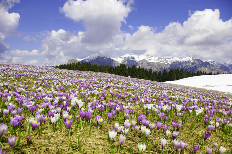 Aprile nel Parco Nazionale Dolomiti Bellunesi