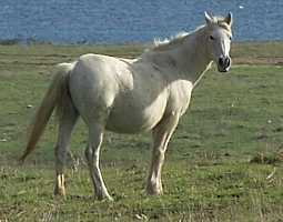 Avviso pubblico per l'affido di equus caballus in esubero nel territorio del Parco Nazionale dell'Asinara
