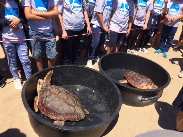 Two loggerhead sea turtles released at Circeo National Park