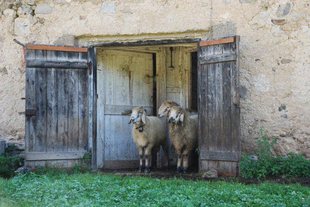 Pecore razza lamon in Val Canali