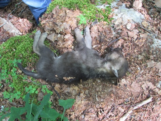 I 5 cuccioli di lupo aggrediti da un altro animale