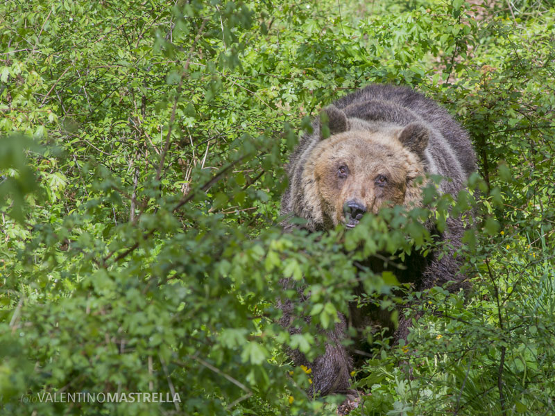 L'orsa Yoga, trasferita dall'area faunistica di Villavallelonga.