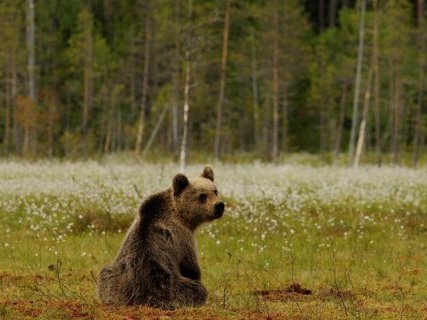 'Orso bruno, la convivenza possibile': un convegno nazionale a Trento