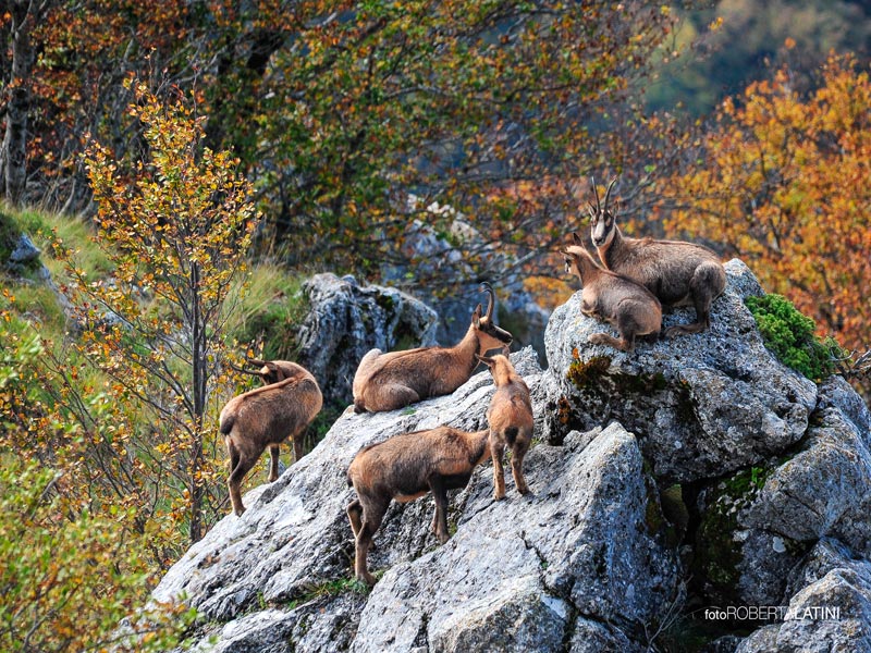 Sono 598 i camosci 'contati' nel censimento annuale del Parco Nazionale d'Abruzzo, Lazio e Molise.