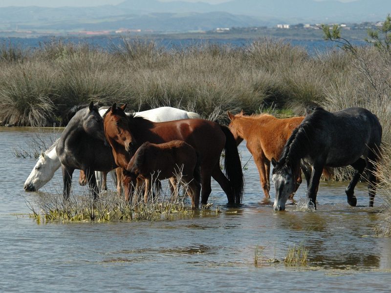 Il Parco Nazionale dell'Asinara regala giovani cavalli