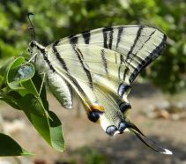 Realizzati 'tre Giardini per le Farfalle' dell´Associazione Polyxena nel Parco delle Dune Costiere