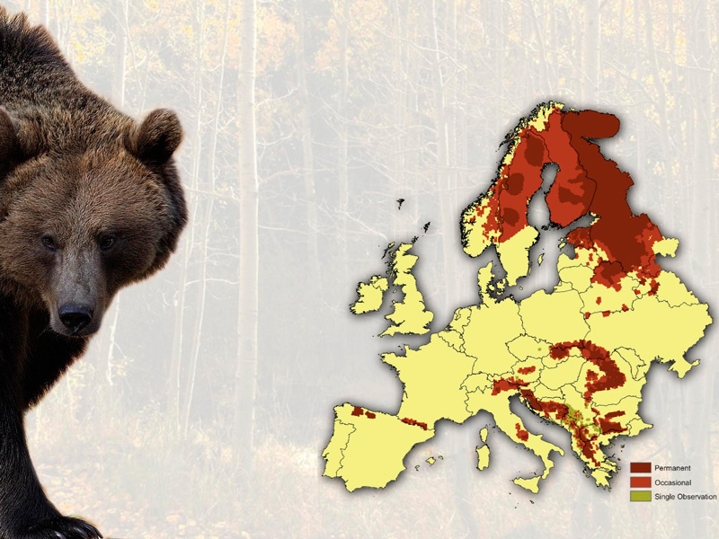 Interviste sull'orso ad esperti europei
