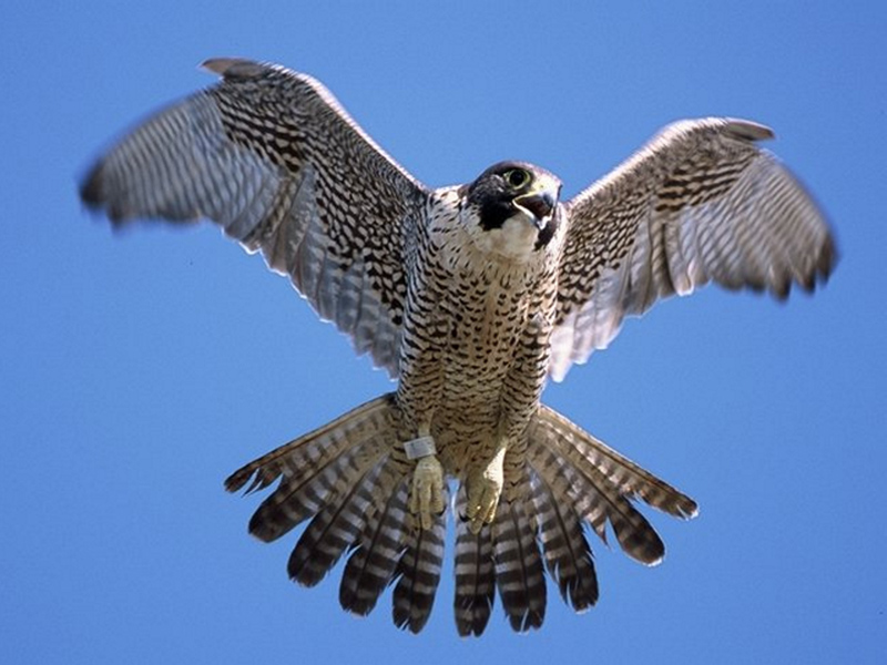 Falcon Nesting. Temporary climbing ban at Rocca Pendice