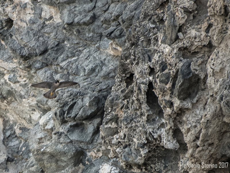 Parco dell'Aspromonte avvia primo monitoraggio dei rapaci rupicoli: Falco Pellegrino e Lanario
