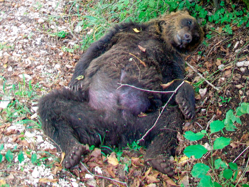 Assoluzione per l'orso ucciso a Pettorano nel 2014, ma uccidere gli orsi è reato