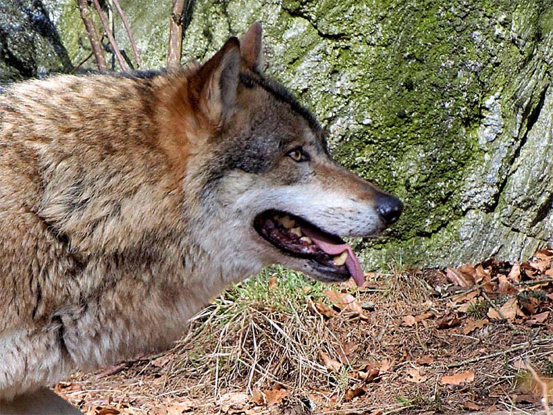 Gestire il ritorno del lupo. Esperienze a confronto nei Parchi Nazionali