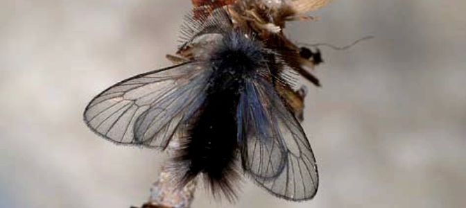 Scoperta una nuova specie di farfalla nel Parco del Frignano, l'annuncio dall'entomologo Edgardo Bertaccini
