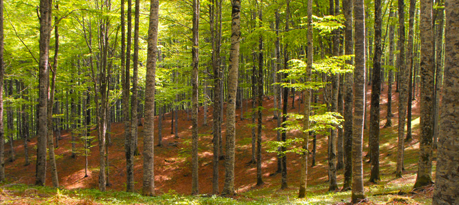 Quasi due milioni di euro per la tutela e la riqualificazione dei boschi nei Parchi dell’Emilia Centrale