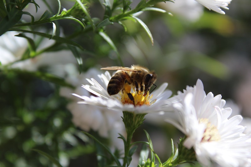 Le api come bioindicatore della qualità ambientale