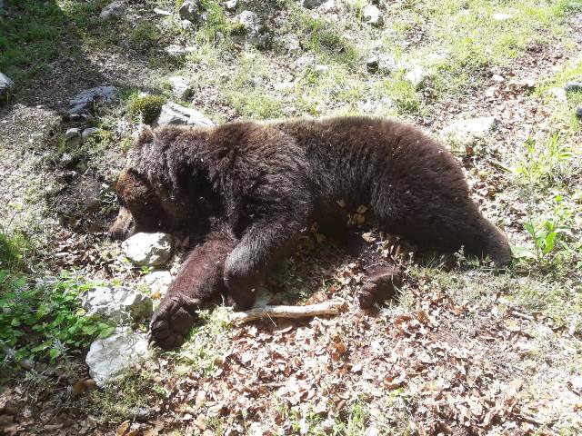 Morto un Orso marsicano a Campoli Appennino.