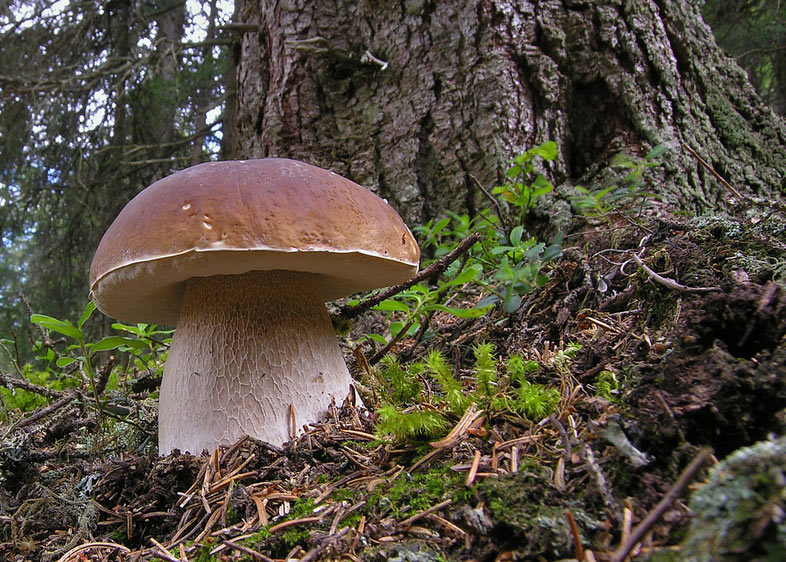 Il magnifico mondo dei funghi