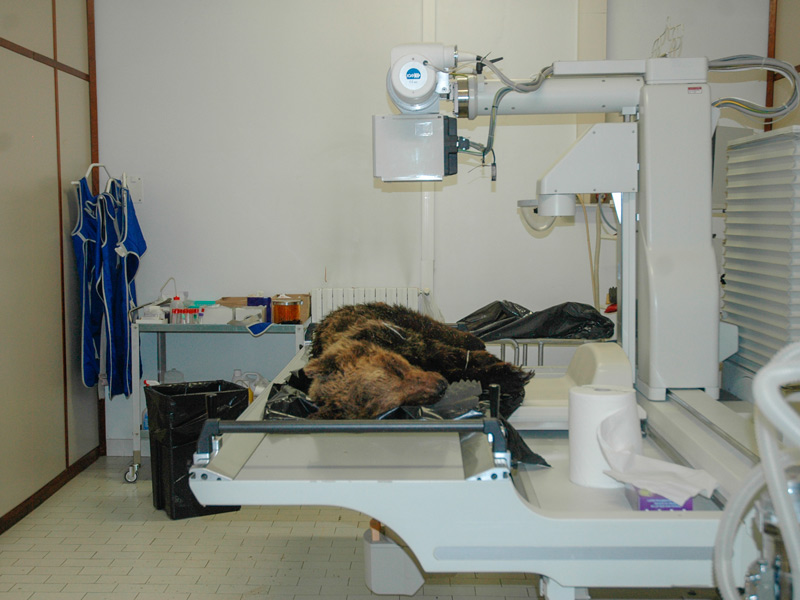 L'accertamento della causa di morte dell'orso marsicano deceduto durante le operazioni di cattura.