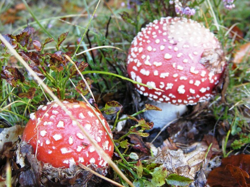 'Funghi che passione': al via le escursioni micologiche guidate nei boschi del Parco del Frignano
