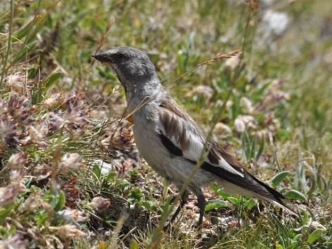 La fauna del Parco protagonista del Primo Meeting Europeo sul Fringuello alpino (Montifringilla nivalis).
