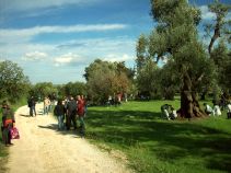 Tra erbe spontanee e olivi millenari del Parco - Domenica 25