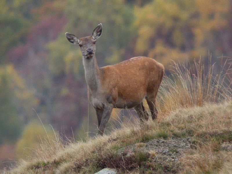 Cervo ucciso nel Parco Nazionale dell'Appennino Lucano Val d'Agri Lagonegrese, l'ipotesi è quella del bracconaggio
