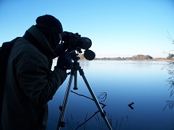 Parco del Circeo: monitorata l'avifauna acquatica per favorire la conoscenza del territorio e della sua biodiversità