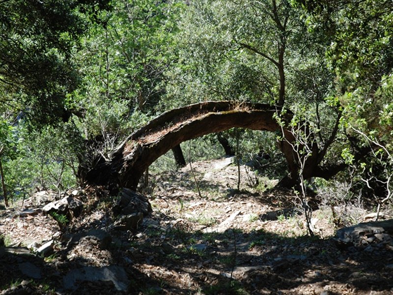 Parco Aspromonte, le azioni di tutela per salvaguardare le foreste vetuste