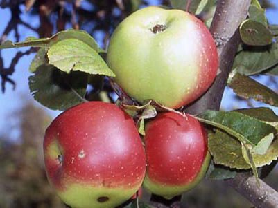 Antiche varietà, la mela rosa mantovana