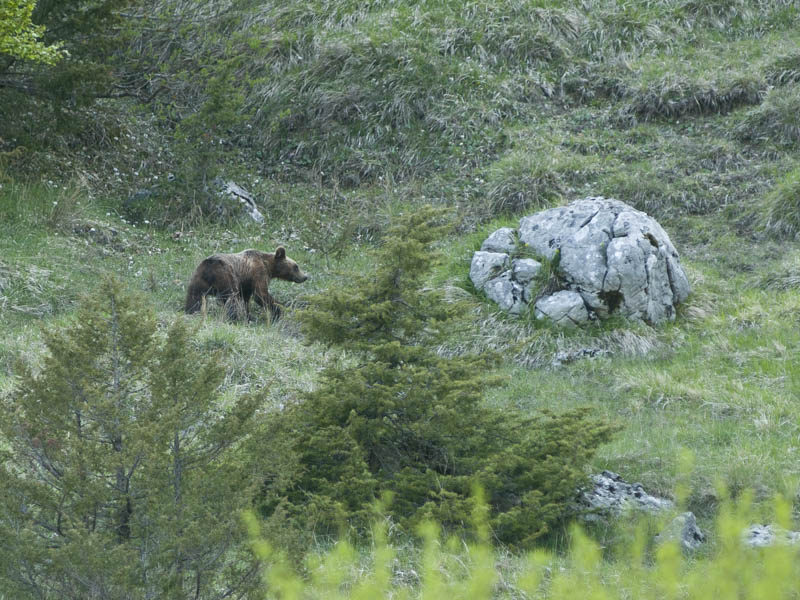 'La conservazione dell'orso marsicano passa soprattutto per la tutela delle femmine in età riproduttiva'