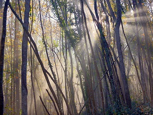 'In foresta senza luci' al Parco del Circeo.  Avviata riconversione a Led dell'illuminazione