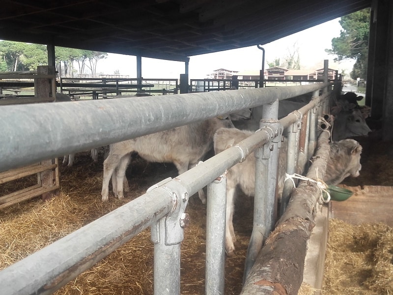 Asta pubblica per la vendita di 55 bovini dell'allevamento biologico del Parco