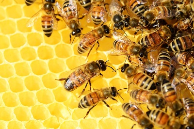 Il Parco del Circeo celebra la Giornata mondiale delle api