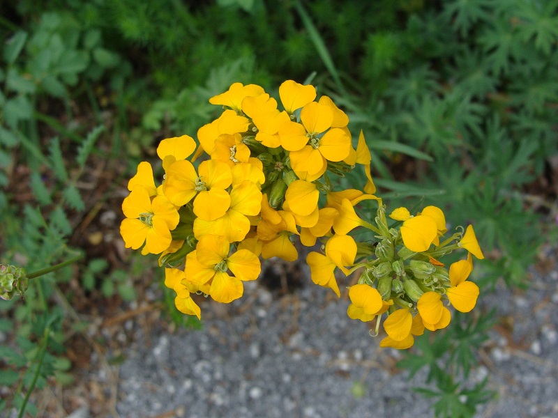Erysimum aurantiacum - Un fiore più unico che raro sui verdi declivi del Banale