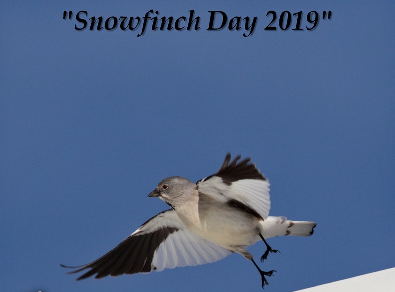 Snowfinch Day 2019