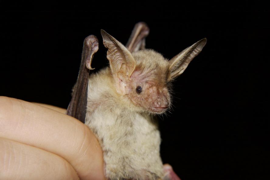 'Bat Night', la notte dei pipistrelli a Villa Fogliano
