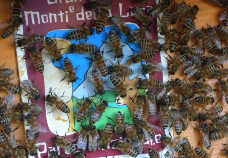 Il Parco a 'Sharper' con i Progetti legati al mondo delle api