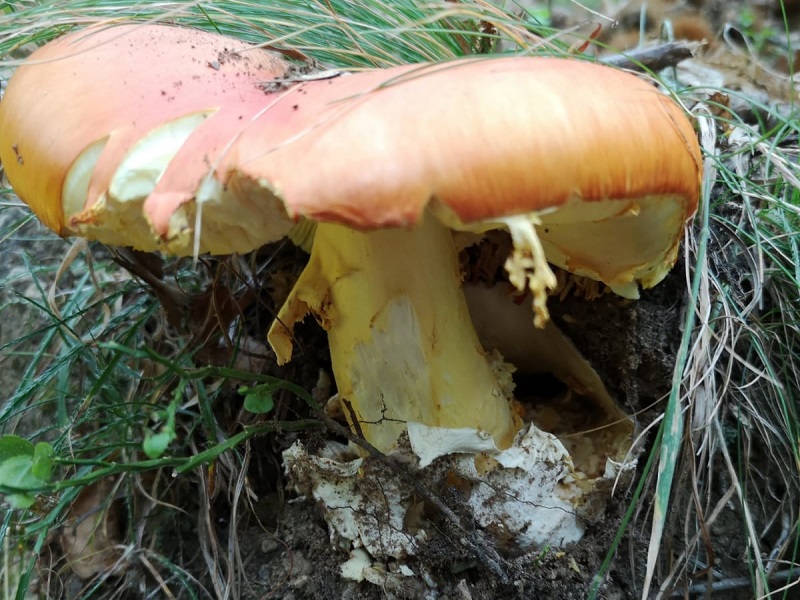 L'autunno e i suoi funghi