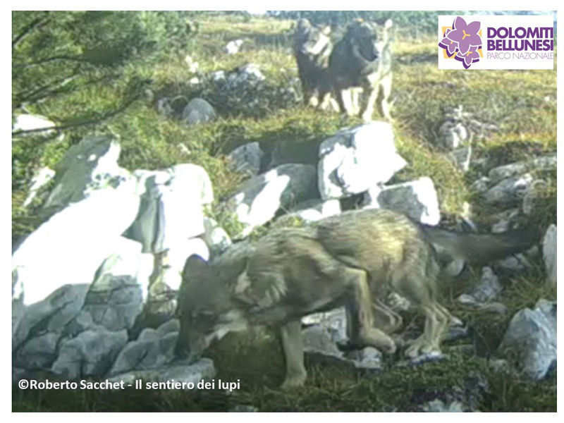 Prima riproduzione certa di lupo nel Parco Nazionale Dolomiti Bellunesi