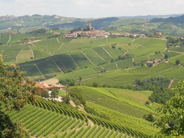 Cambiamenti climatici e agricoltura, un focus sull'innovazione in viticoltura