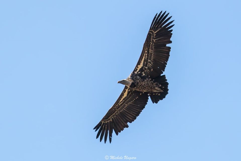 Avvistato un avvoltoio della specie Rüppell fra i grifoni della colonia del Parco dei Nebrodi